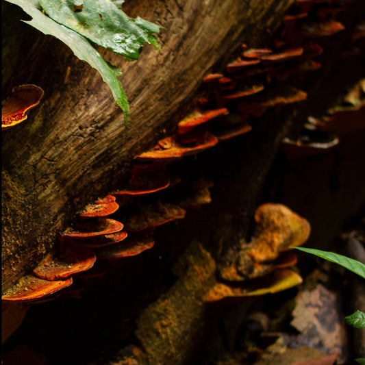 OSHI MITTLERE SILBEROHRRINGE